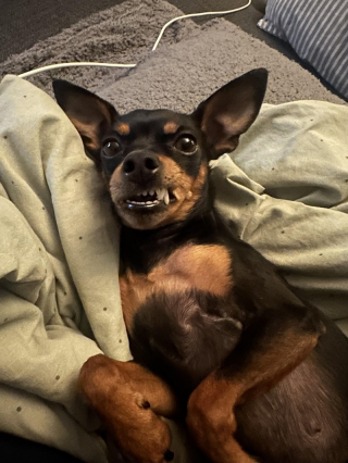 Illustration of the article: 18 photos of dogs with unforgettable and wacky smiles