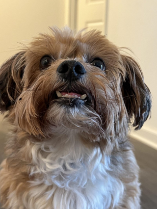 Illustration of the article: 18 photos of dogs with unforgettable and wacky smiles