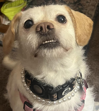 Illustration of the article: 18 photos of dogs with unforgettable and wacky smiles