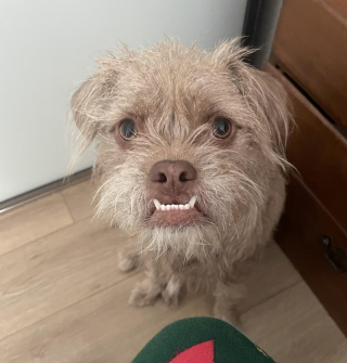 Illustration of the article: 18 photos of dogs with unforgettable and wacky smiles