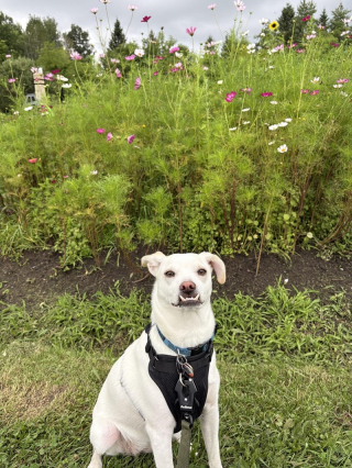 Illustration of the article: 18 photos of dogs with unforgettable and wacky smiles