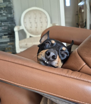Illustration of the article: 18 photos of dogs with unforgettable and wacky smiles