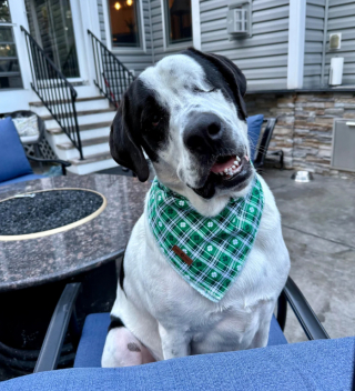 Illustration of the article: 18 photos of dogs with unforgettable and wacky smiles