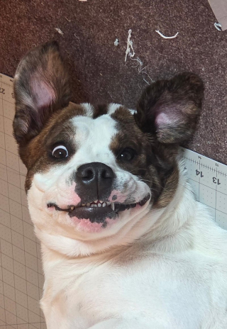 Illustration of the article: 18 photos of dogs with unforgettable and wacky smiles