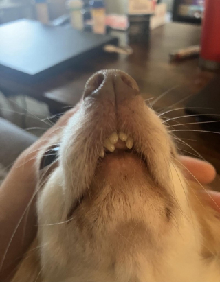 Illustration of the article: 18 photos of dogs with unforgettable and wacky smiles