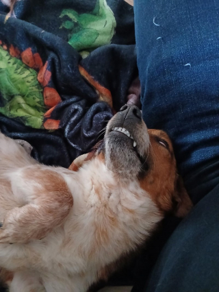 Illustration of the article: 18 photos of dogs with unforgettable and wacky smiles