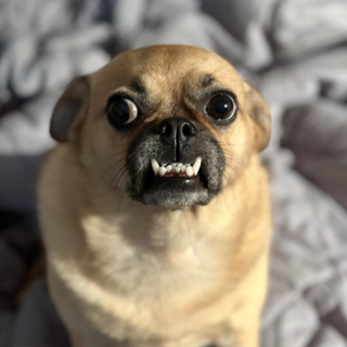 Illustration of the article: 18 photos of dogs with unforgettable and wacky smiles