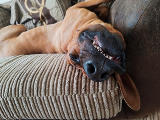 Illustration of the article: 18 photos of dogs with unforgettable and wacky smiles