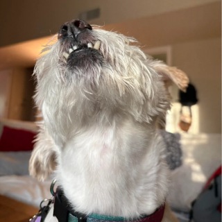 Illustration of the article: 18 photos of dogs with unforgettable and wacky smiles