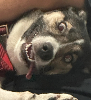 Illustration of the article: 18 photos of dogs with unforgettable and wacky smiles