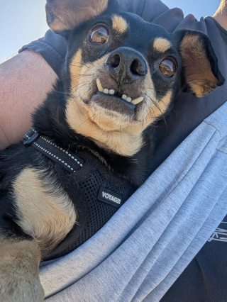Illustration of the article: 18 photos of dogs with unforgettable and wacky smiles