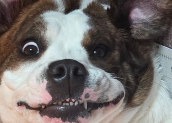 18 photos of dogs with unforgettable and wacky smiles