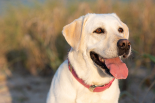 Illustration of the article: Life expectancy: a study shows that chocolate Labradors live shorter lives