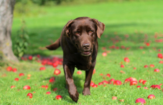 Illustration of the article: Life expectancy: a study shows that chocolate Labradors live shorter lives