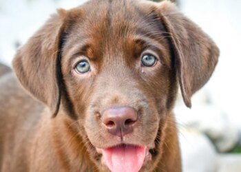 Life expectancy: study shows that chocolate Labradors live shorter lives