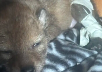Boy thinks he saves injured puppy on the side of the road, but learns it's a wild animal