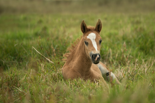 Illustration of the article: In Aisne (02), an entire village mobilizes to save a foal mired in a marsh