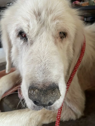 Illustration of the article: Deprived of care and outings, this dog rescued in Maine-et-Loire will see the sea for the first time in 10 years