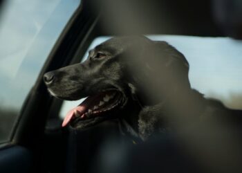 Can a dog stay in a car if the windows are ajar?