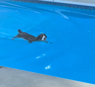 Illustration of the article: Ready to do anything to dive into the pool, this dog found the perfect trick to get out (video)