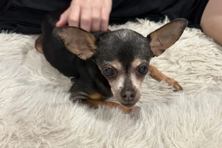 Illustration of the article: Found wandering after storms, this old Chihuahua had actually been wanted for 12 years