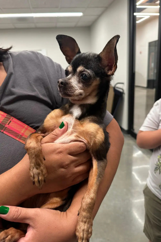 Illustration of the article: Found wandering after storms, this old Chihuahua had actually been wanted for 12 years