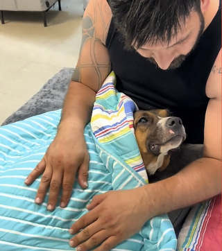 Illustration of the article: Abandoned on the porch after moving, this dog waited for days for her family (video)