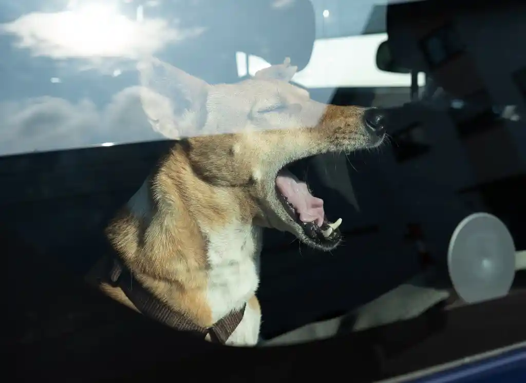 “Dog in the oven”: balance of the summer of 2026