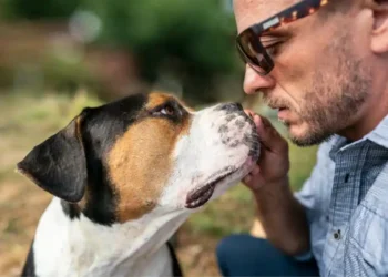 More expensive than expected! Dog owners underestimate the costs
