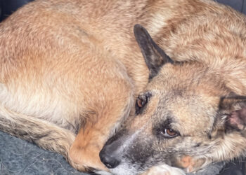 Bereaved, this dog who was awaiting euthanasia can be adopted and deserves all your love