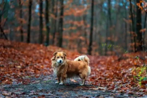 Dog in the forest