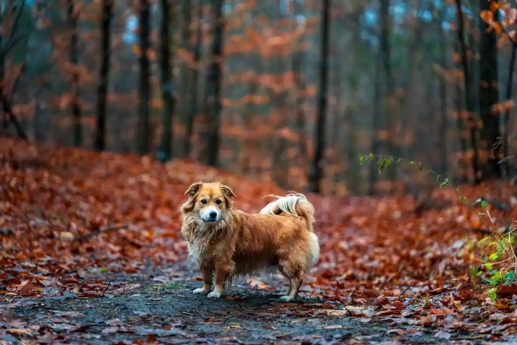 Hund im Wald