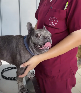 Illustration of the article: Found injured near a temple, this frightened French Bulldog changes the life of the veterinarian who came to treat him