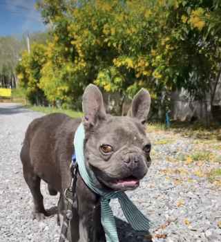 Illustration of the article: Found injured near a temple, this frightened French Bulldog changes the life of the veterinarian who came to treat him
