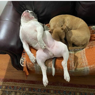 Illustration of the article: 15 dogs who have made strange positions their specialty