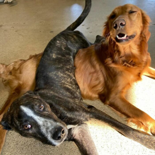 Illustration of the article: 15 dogs who have made strange positions their specialty