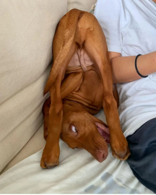 Illustration of the article: 15 dogs who have made strange positions their specialty