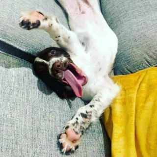 Illustration of the article: 15 dogs who have made strange positions their specialty
