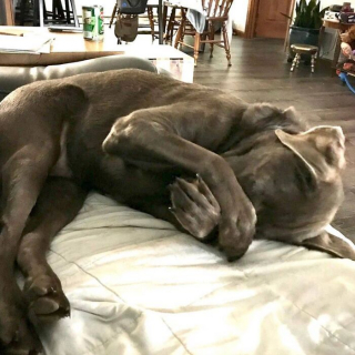 Illustration of the article: 15 dogs who have made strange positions their specialty