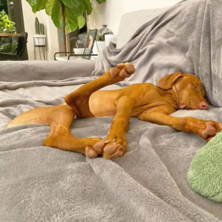 Illustration of the article: 15 dogs who have made strange positions their specialty