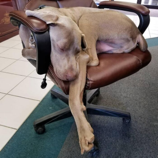 Illustration of the article: 15 dogs who have made strange positions their specialty