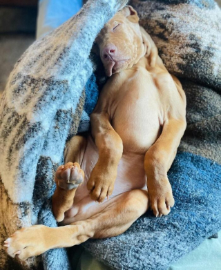 Illustration of the article: 15 dogs who have made strange positions their specialty