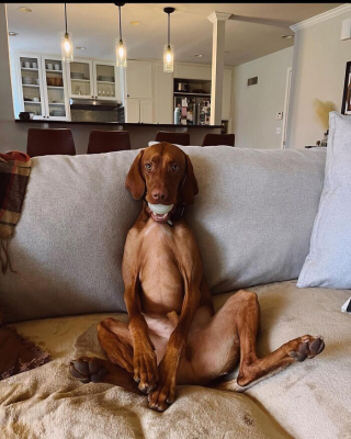 Illustration of the article: 15 dogs who have made strange positions their specialty