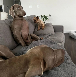 Illustration of the article: 15 dogs who have made strange positions their specialty
