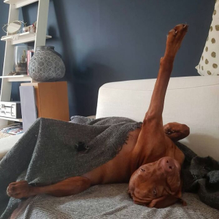 Illustration of the article: 15 dogs who have made strange positions their specialty