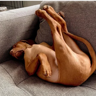 Illustration of the article: 15 dogs who have made strange positions their specialty