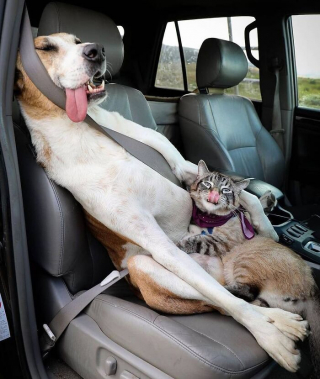 Illustration of the article: 15 dogs who have made strange positions their specialty