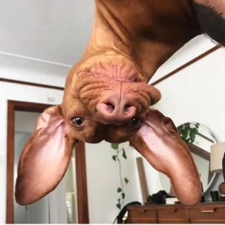 Illustration of the article: 15 dogs who have made strange positions their specialty