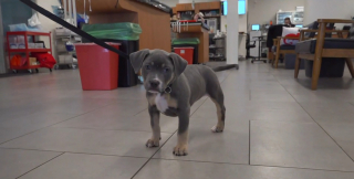 Illustration of the article: This young Pitbull cross loses a leg to an infection but finds a loving family for life