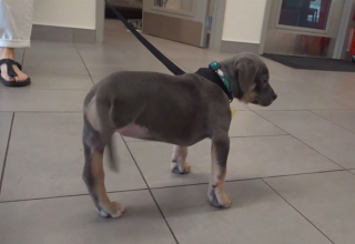 Illustration of the article: This young Pitbull cross loses a leg to an infection but finds a loving family for life